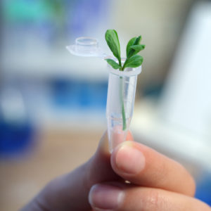 someone holding a test tub with a small plant growing out of it
