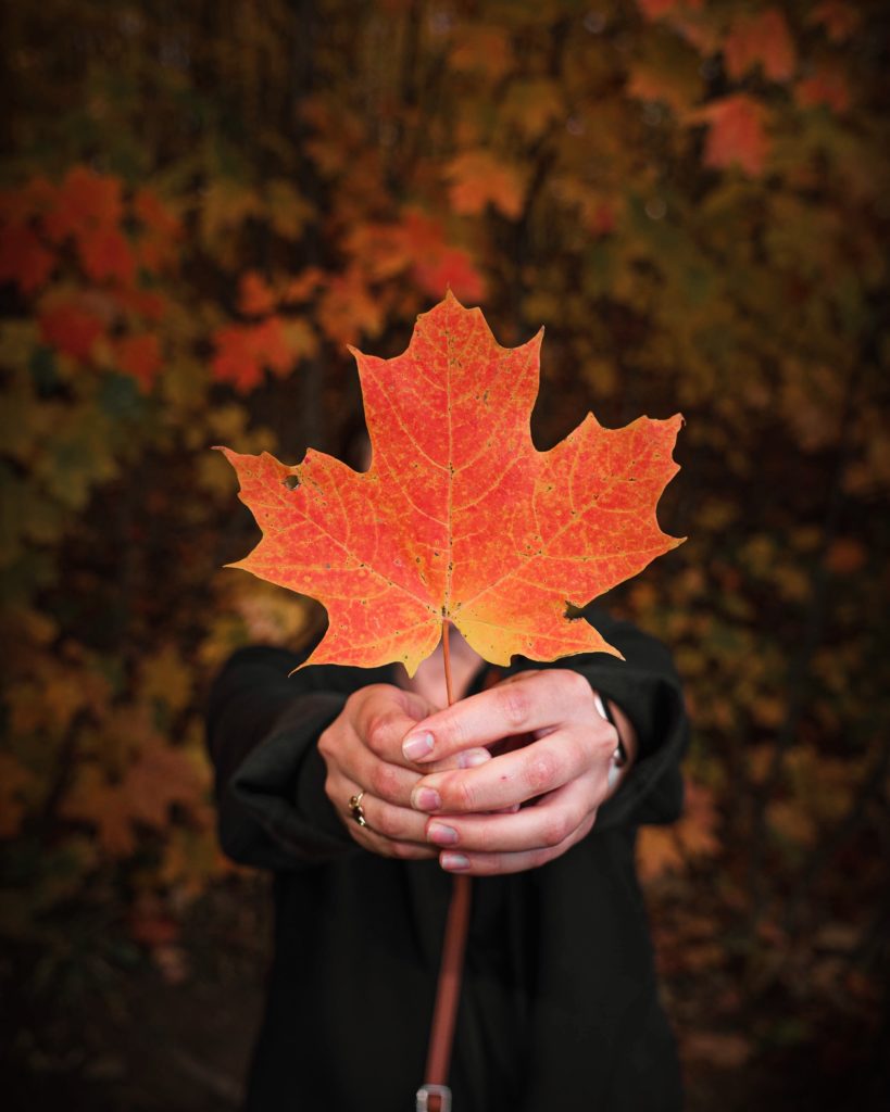 person holding an orange maple leaf with fall leaves background
