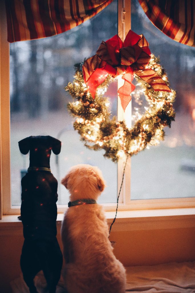 Two dogs looking out the window at snow