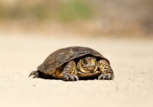 Slow tortoise